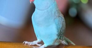 Lost Torquay parrot found after a month missing