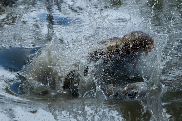 Feeding time at the farm.