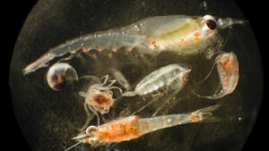 Deep-sea mining might feed plankton a diet of junk food