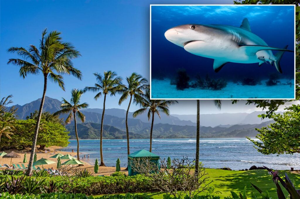 Shark attack has beachgoers in panic as popular Hawaii island goes on high alert