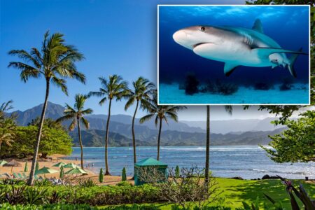 Shark attack has beachgoers in panic as popular Hawaii island goes on high alert