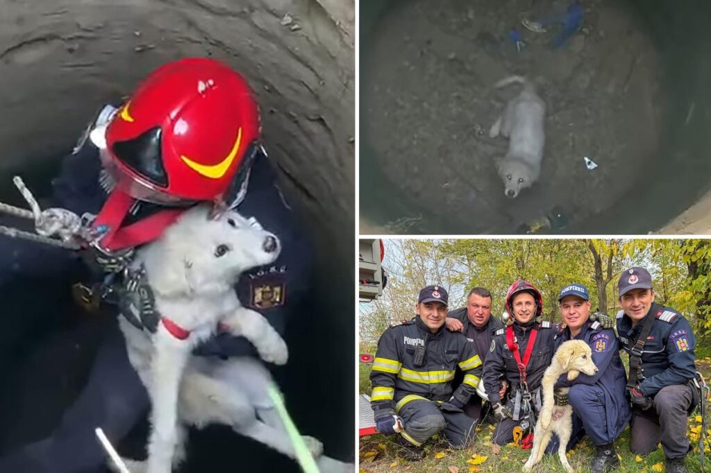 Emergency team rescues puppy in Romania after falling into abandoned well
