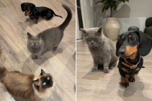 Owner Worried About Cats and Dachshund Getting Along, This is The Trio Now