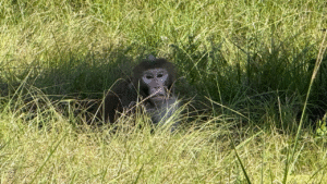 Escaped monkey captured by authorities days after truck crash flips vehicle in Mississippi