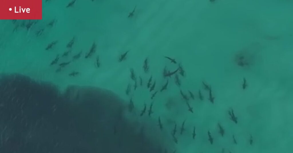 Brisbane news LIVE updates: Should e-bikes be registered?