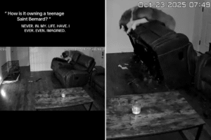 Reality of Living with Teenage Saint Bernard Caught on Pet Cam—’No Words’