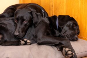 Labrador Owner Watches Duo on Pet Cam, Hearts Melt at What They’re Doing