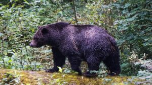 Teachers called ‘true heroes’ after repelling grizzly bear that attacked school group, injuring 11