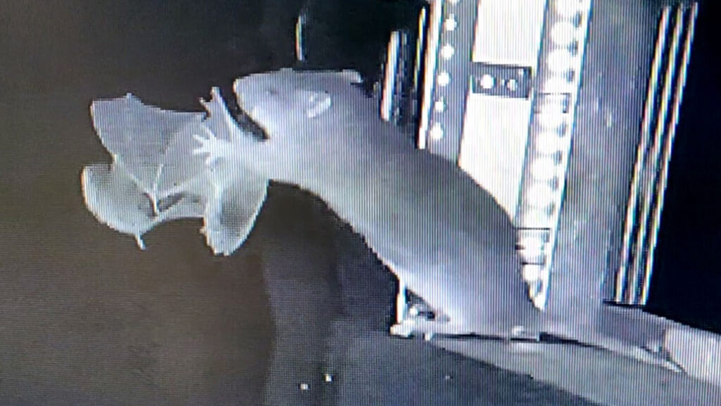 Rats are snatching bats out of the air and eating them