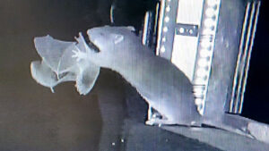 Rats are snatching bats out of the air and eating them