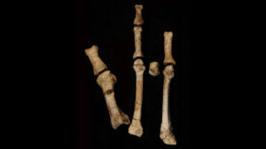 A foot fossil suggests a second early human relative lived alongside Lucy