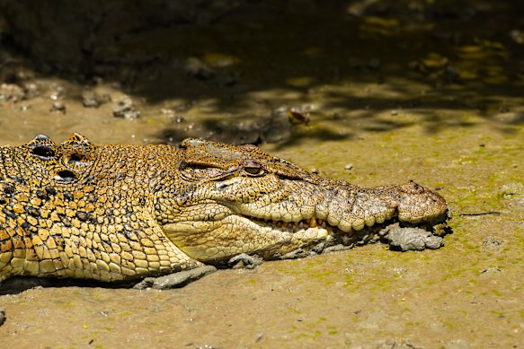 Cranitch says the most common place to see a crocodile is on the river bend.