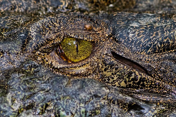 The eye of the crocodile.