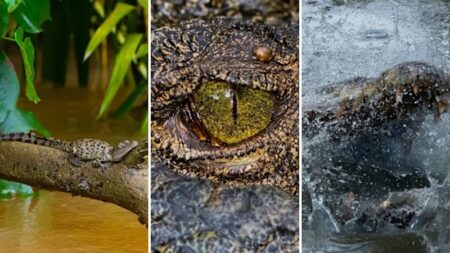 Queensland Museum photographer’s quest to photograph hatchling crocodiles