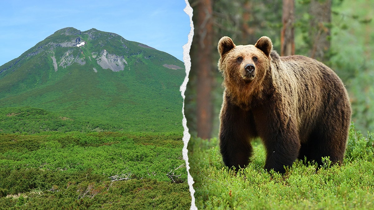 A hiker was found dead on Friday in Japan after a brown bear allegedly attacked and dragged him into the bushes.