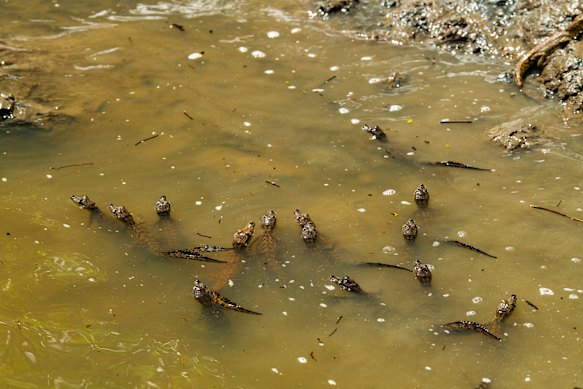 The survival chances of crocodile hatchlings are quite slim.