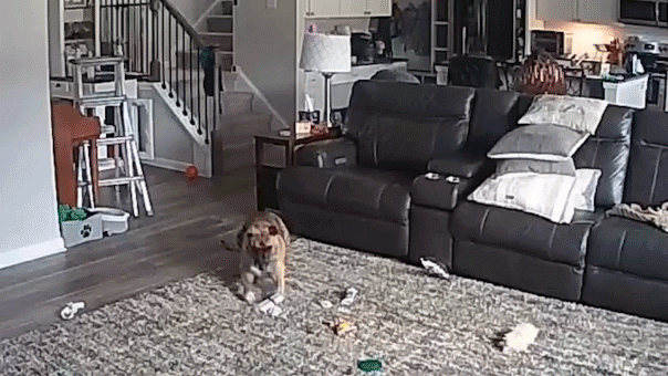 dog runs away after battery ignites in flames