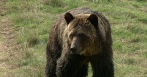 Alberta hunter recalls own grizzly bear close call, urges hunting safety