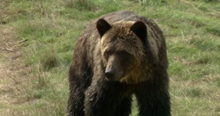 Alberta hunter recalls own grizzly bear close call, urges hunting safety
