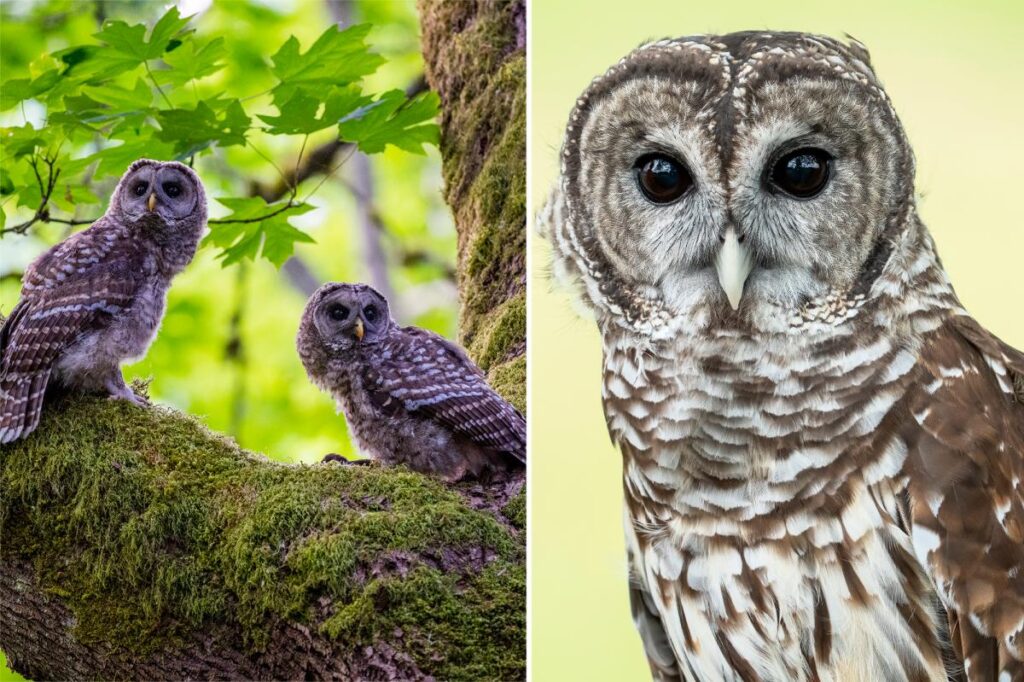 US government to shoot down 450K barred owls out west to stave off rival owl’s extinction: ‘DEI for owls?’