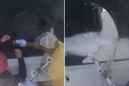 100th tagged white shark resurfaces off Carolina Coast