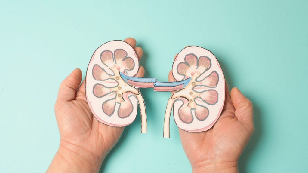 13 Essential Superfoods That Will Supercharge Your Kidney Health This Winter