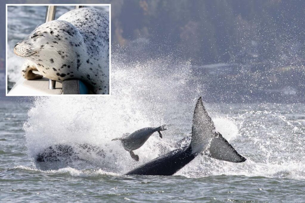 Seal escapes orca hunt by jumping onto photographer’s boat
