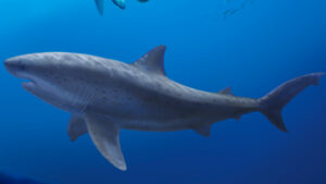 Huge relatives of white sharks lived earlier than thought