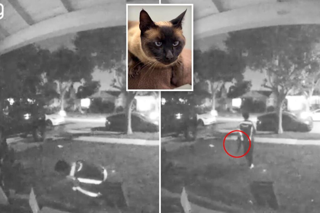 Amazon driver caught on camera stealing cat after dropping of package