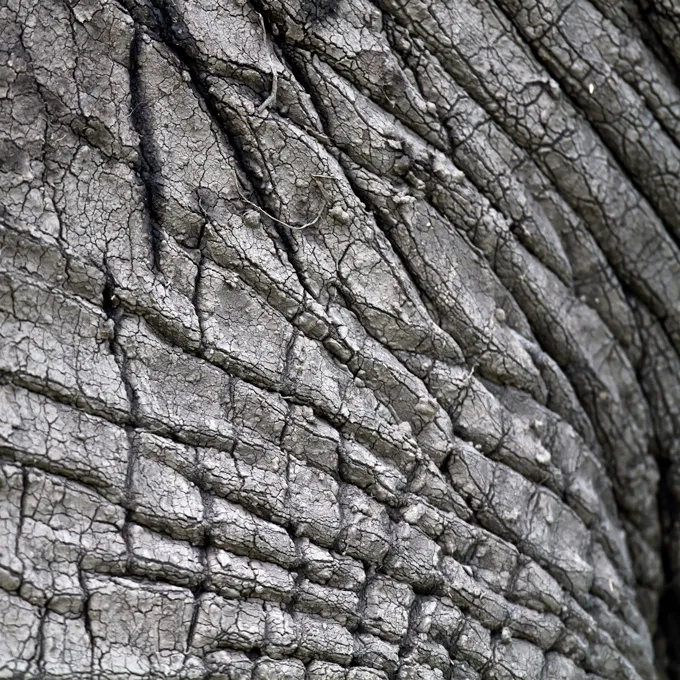 Wrinkles and cracks manifest a tiled pattern on elephant skin