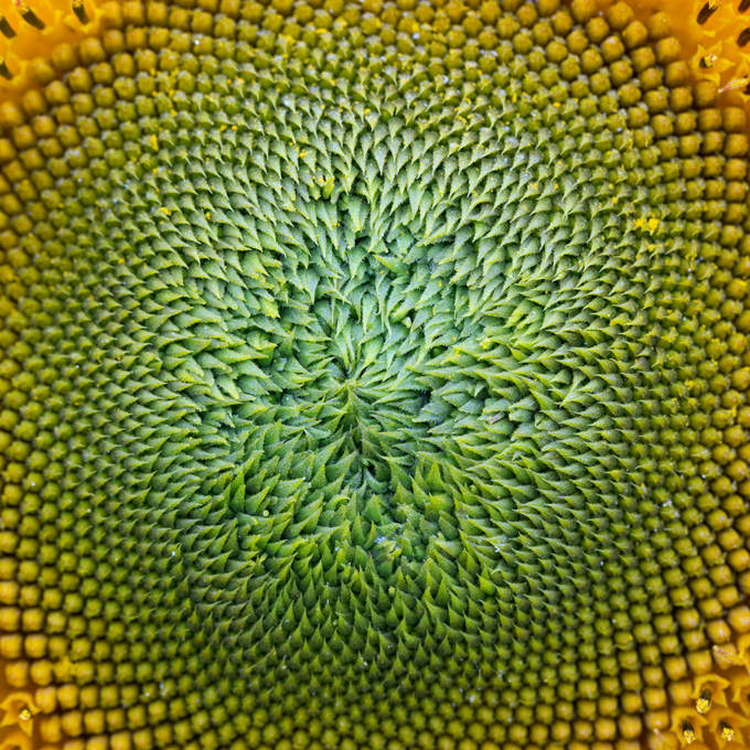 The tiled head of a sunflower