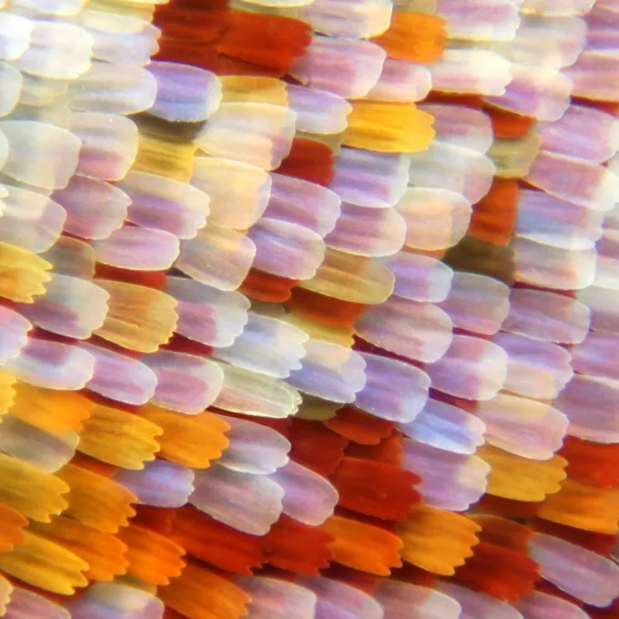 A zoomed in image of a butterfly wing, covered in scales of many red, orange, yellow, pink and white