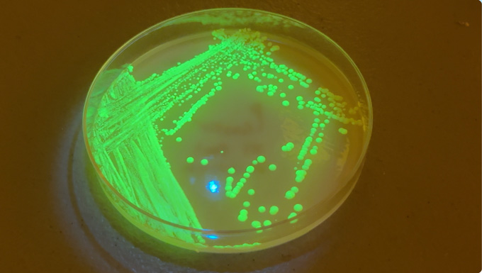 A petri dish with yeast in it glows a fluorescent green.