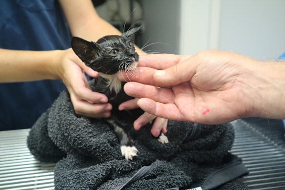 One of six kittens brought into Eatons Hill Veterinary Practice after being found alone in bushland.