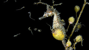 How male seahorses tap into their mothering side