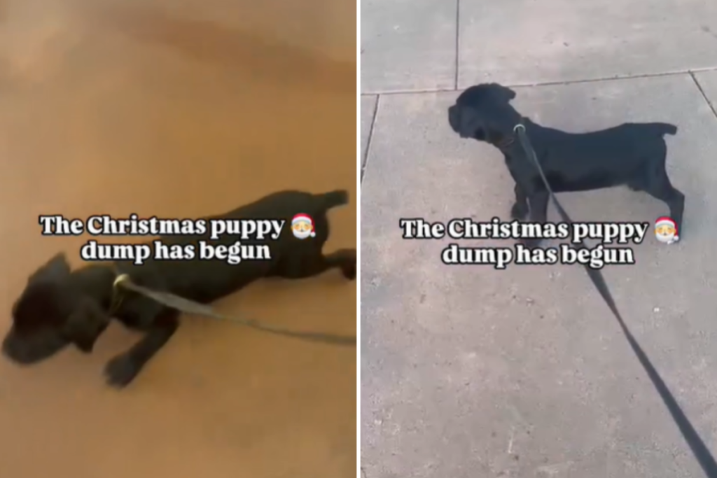 Shelter’s Heartbreaking Message As the ‘Christmas Puppy Dump’ Has Now Begun