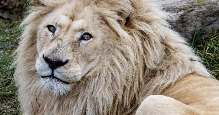 Toronto Zoo euthanizes beloved male white lion after health decline