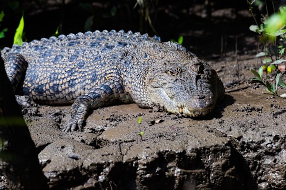 A saltwater crocodile in Queensland Museum’s show <i>Crocs!</i>
