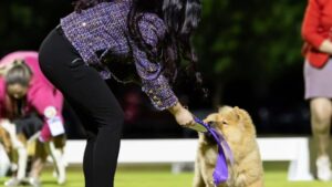 Rare puppy stolen in Perth