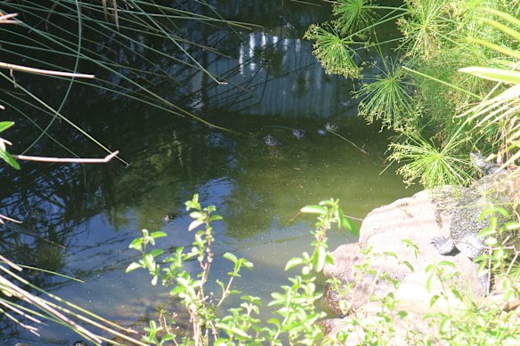 The turtle pond at Eatons Hill Veterinary Practice.