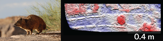 A rock hyrax squats on a rock in photo on the left. On the right is a fossil that shows two long grooves, left by an ancient hyrax, scientists say.
