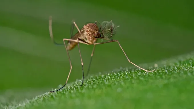 A mosquito perches on a leaf