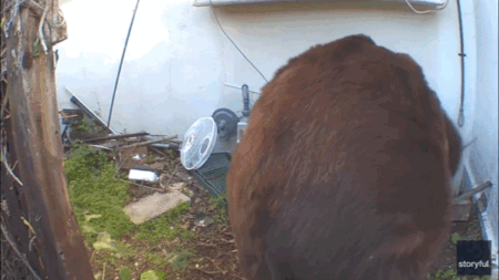 Bear remains under California home after weeks of failed removal attempts