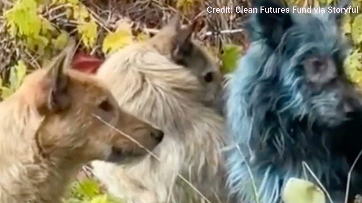 Dog with bright blue fur.