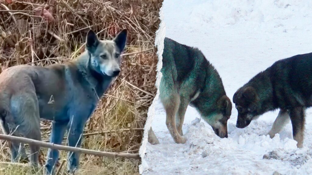 Expert reveals ‘likely’ reason behind Chernobyl’s mysterious blue dogs after viral photos
