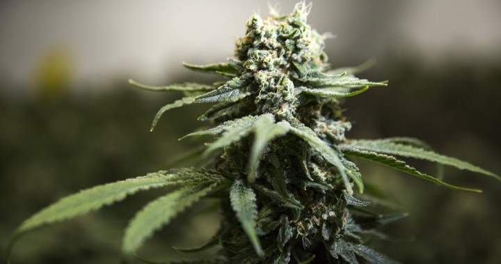 N.S. dispensary raided following government directive for crackdown on cannabis