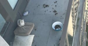 Cat seen locked out on Burnaby balcony ‘for months’ now in care, BC SPCA says