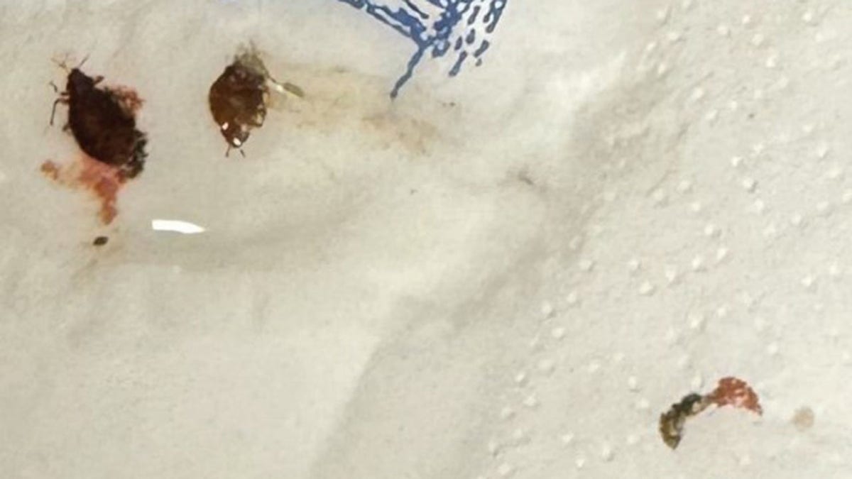 Bed bugs on a KLM napkin