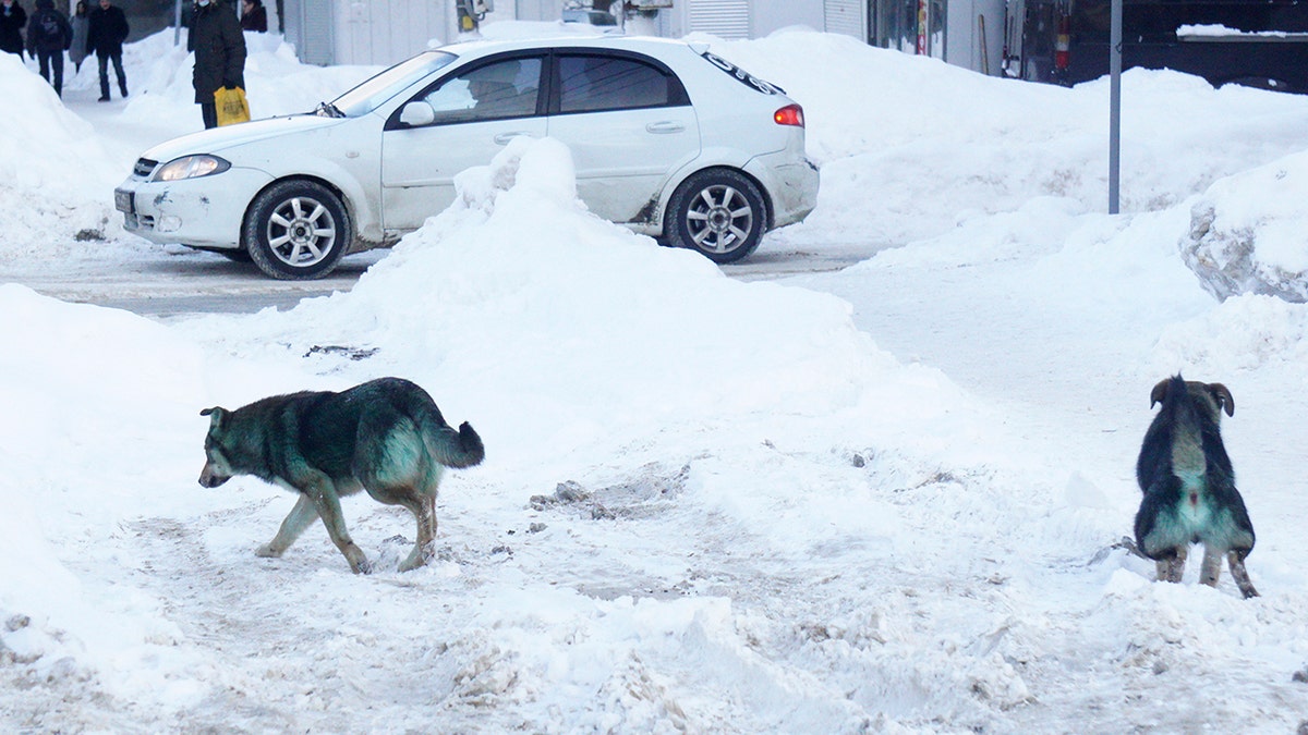 Stray Dogs With Bright Green Fur Found In Russia.