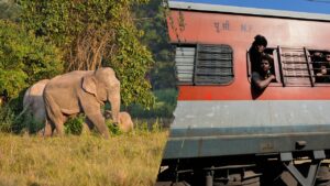Several elephants killed in train crash after impact causes multiple coaches to derail